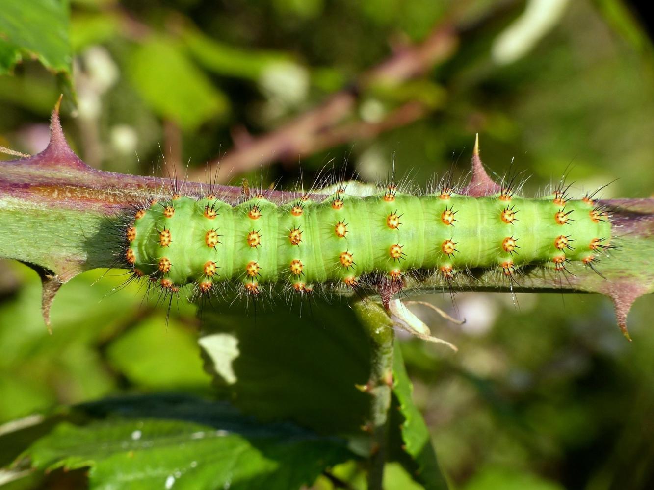 Bruco di Saturnia pyri o S.pavoniella? Saturnia pavoniella